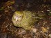 papoušek kakapo soví